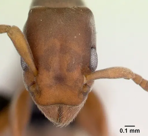 Platythyrea arthuri - CASENT0498624