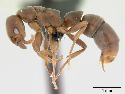 Platythyrea arthuri - CASENT0498624