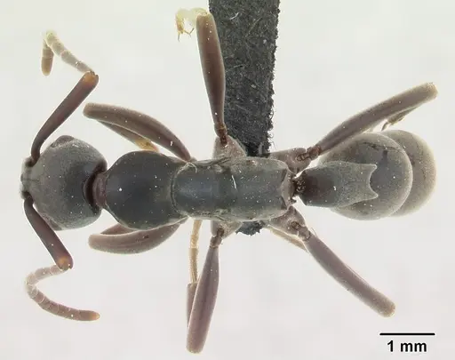 Platythyrea bicuspis specimen