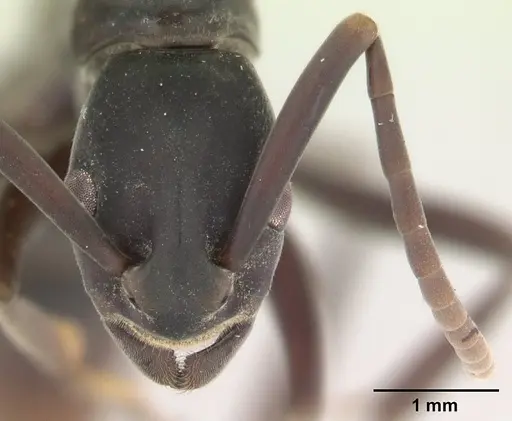 Platythyrea bicuspis specimen