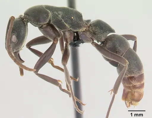 Platythyrea bicuspis specimen