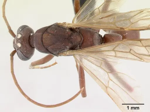 Platythyrea bicuspis - CASENT0050289