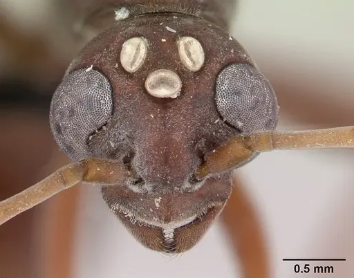 Platythyrea bicuspis - CASENT0050289