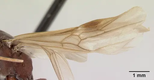 Platythyrea bicuspis - CASENT0050289