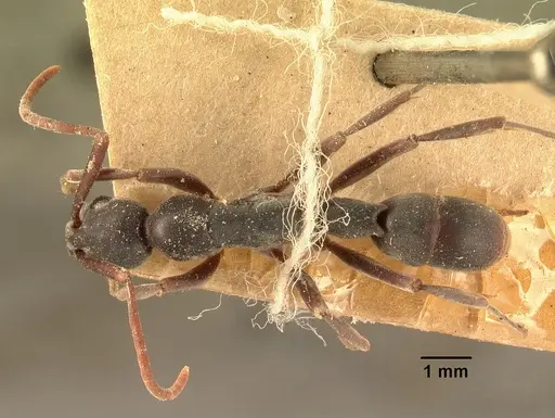 Platythyrea bicuspis - CASENT0101766