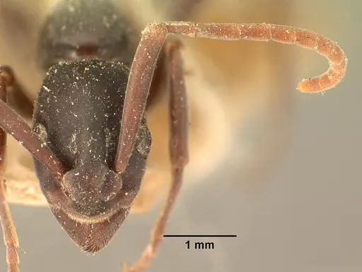 Platythyrea bicuspis - CASENT0101766