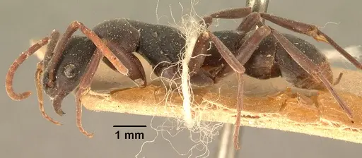 Platythyrea bicuspis - CASENT0101766