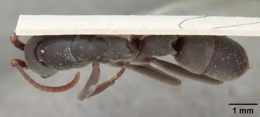 Platythyrea bicuspis - CASENT0102004