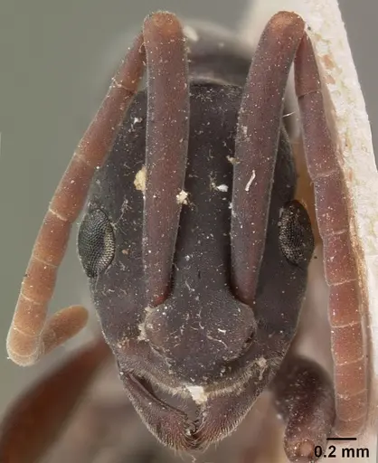 Platythyrea bicuspis - CASENT0102004