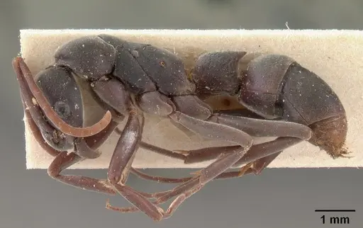 Platythyrea bicuspis - CASENT0102004