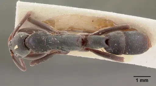 Platythyrea bicuspis - CASENT0102005