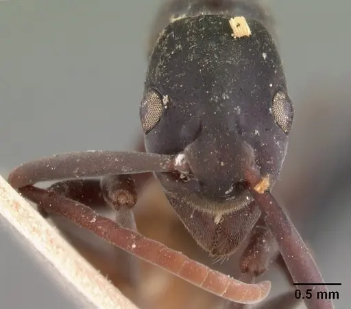 Platythyrea bicuspis - CASENT0102005