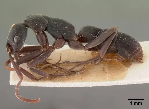 Platythyrea bicuspis - CASENT0102005