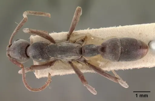 Platythyrea bicuspis - CASENT0102006