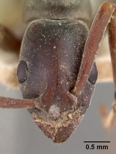 Platythyrea bicuspis - CASENT0102006