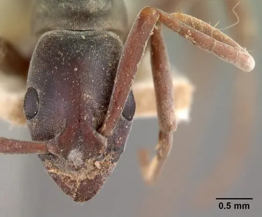 Platythyrea bicuspis - CASENT0102006