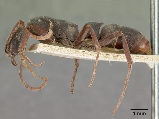 Platythyrea bicuspis - CASENT0102006