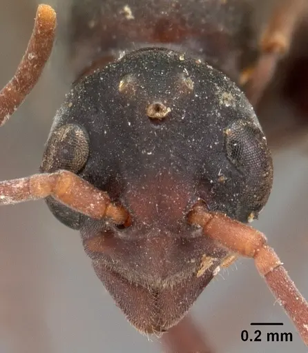 Platythyrea bicuspis - CASENT0102007