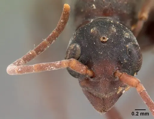 Platythyrea bicuspis - CASENT0102007