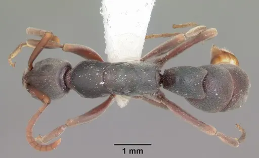 Platythyrea bicuspis - CASENT0102930