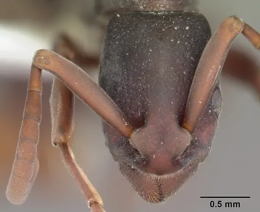 Platythyrea bicuspis - CASENT0102930