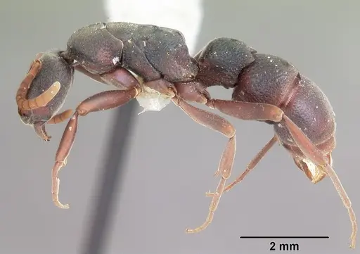 Platythyrea bicuspis - CASENT0102930