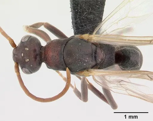 Platythyrea bicuspis - CASENT0117208