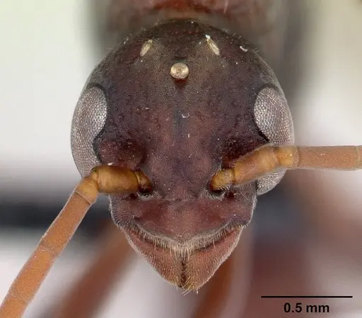 Platythyrea bicuspis - CASENT0117208