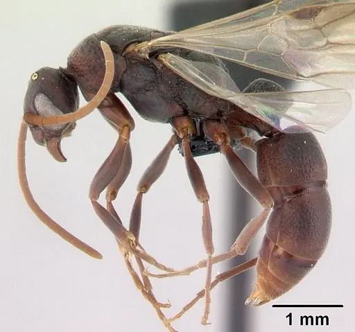 Platythyrea bicuspis - CASENT0117208