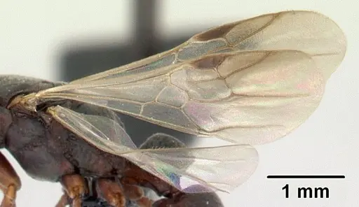 Platythyrea bicuspis - CASENT0117208