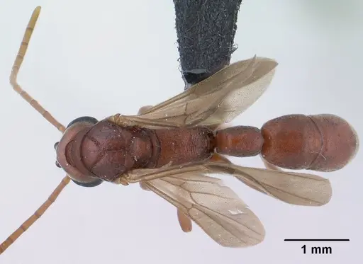 Platythyrea bicuspis - CASENT0138492