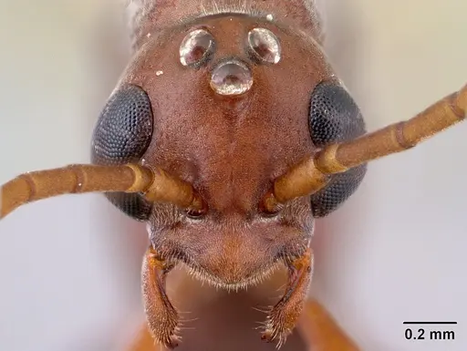 Platythyrea bicuspis - CASENT0138492