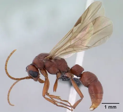 Platythyrea bicuspis - CASENT0138492