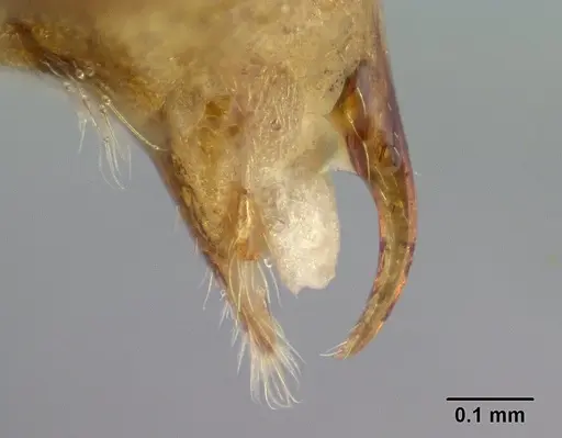 Platythyrea bicuspis - CASENT0138492