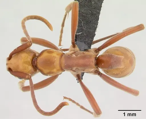 Platythyrea bicuspis - CASENT0497789