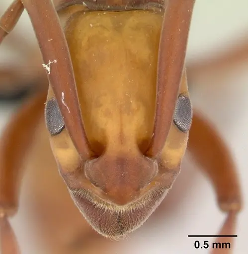 Platythyrea bicuspis - CASENT0497789