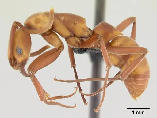 Platythyrea bicuspis - CASENT0497789