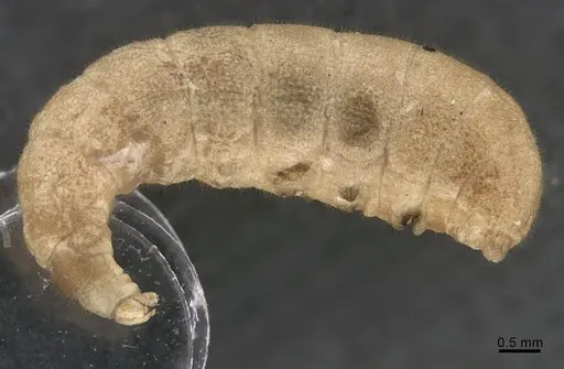 Platythyrea bicuspis - CASENT0923532