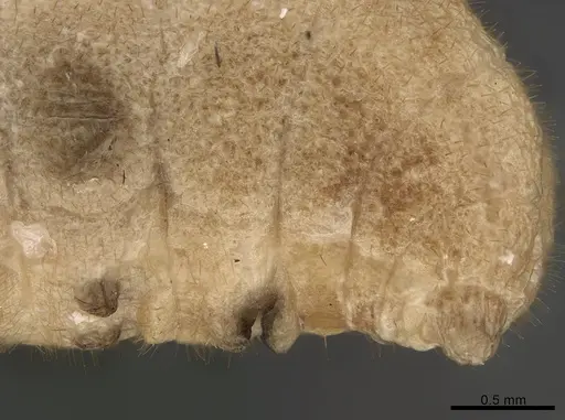 Platythyrea bicuspis - CASENT0923532