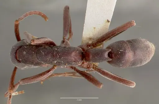 Platythyrea bicuspis - MCZTYPE20378