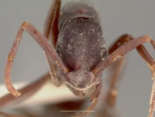 Platythyrea bicuspis - MCZTYPE20378