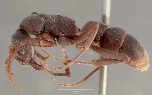 Platythyrea bicuspis - MCZTYPE20378