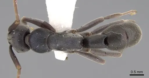 Platythyrea bidentata specimen