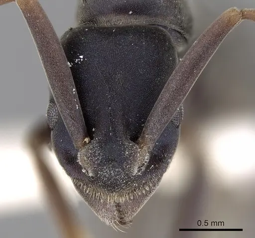 Platythyrea bidentata specimen
