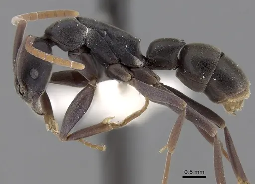 Platythyrea bidentata specimen