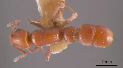 Platythyrea brunnipes specimen