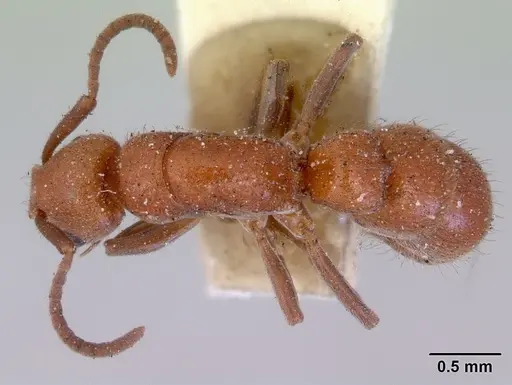 Platythyrea brunnipes - CASENT0172406