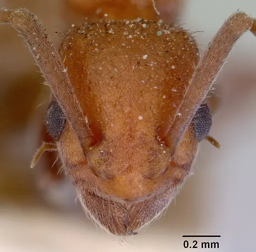 Platythyrea brunnipes - CASENT0172406