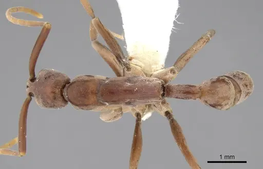 Platythyrea clypeata specimen