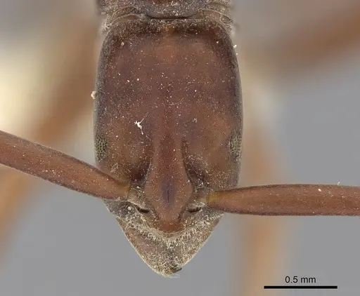 Platythyrea clypeata specimen